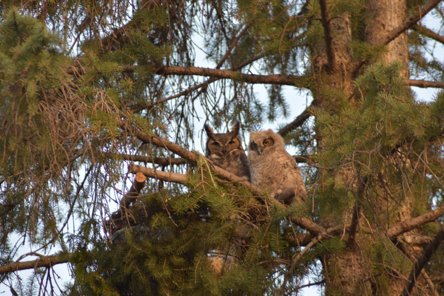 ank_owlets_william-1.jpg
